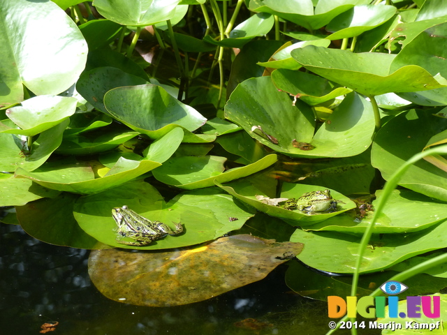 FZ008395 Marsh frogs (Pelophylax ridibundus) on leaves